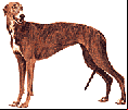 Greyhound Dog Racing Rules